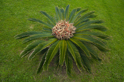 Cycas ou Sagoutier - vue d'ensemble